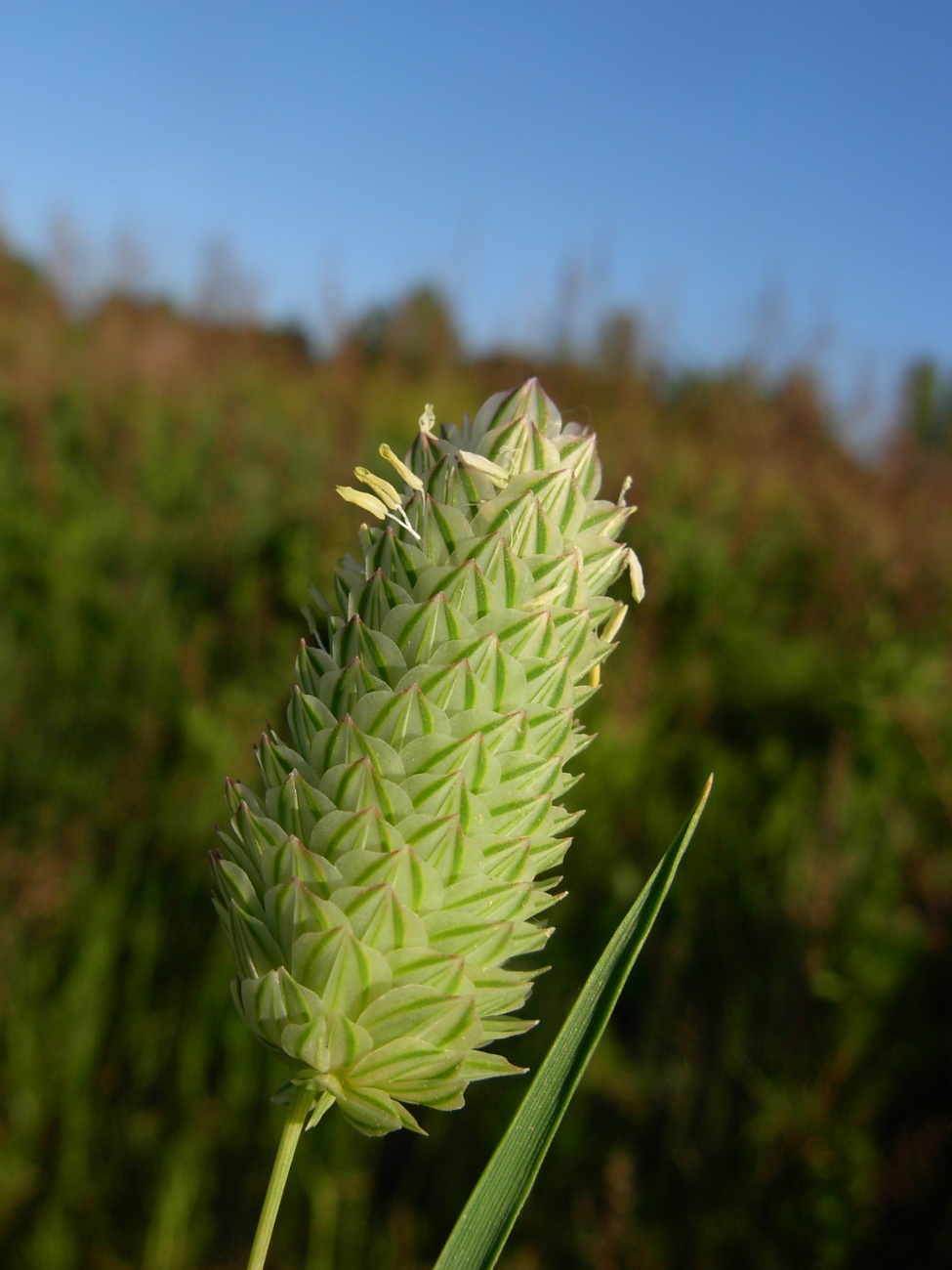 Phalaris brachystachys / Scagliola cangiante